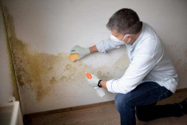 Best Attic Mold Removal  in Greenville, NY