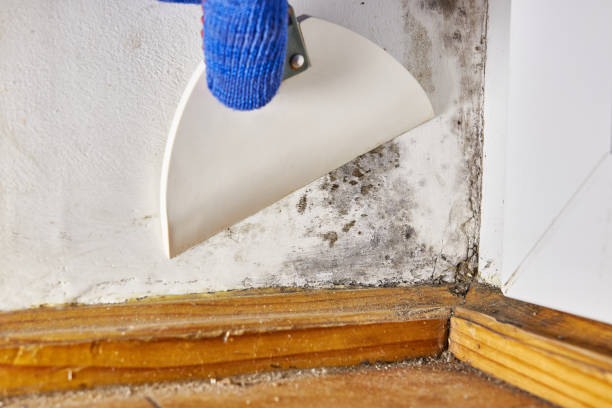 Best Forensic Mold Investigation  in Greenville, NY