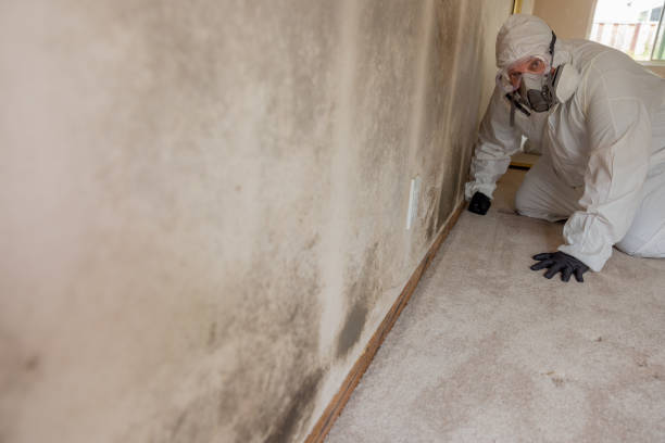 Best Mold Documentation for Insurance Claims  in Greenville, NY